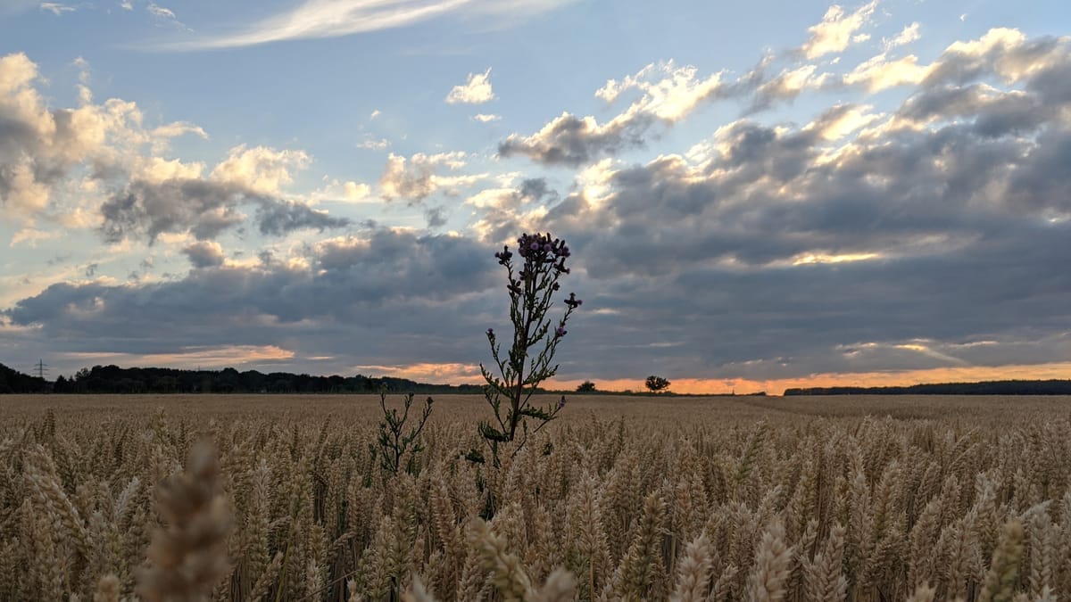 Ein markantes Wildkraut überragt ein gleichförmiges Weizenfeld bei Sonnenuntergang in Viersen am Niederrhein. Das Motiv dient als visuelle Metapher gegen Monokultur-Marketing