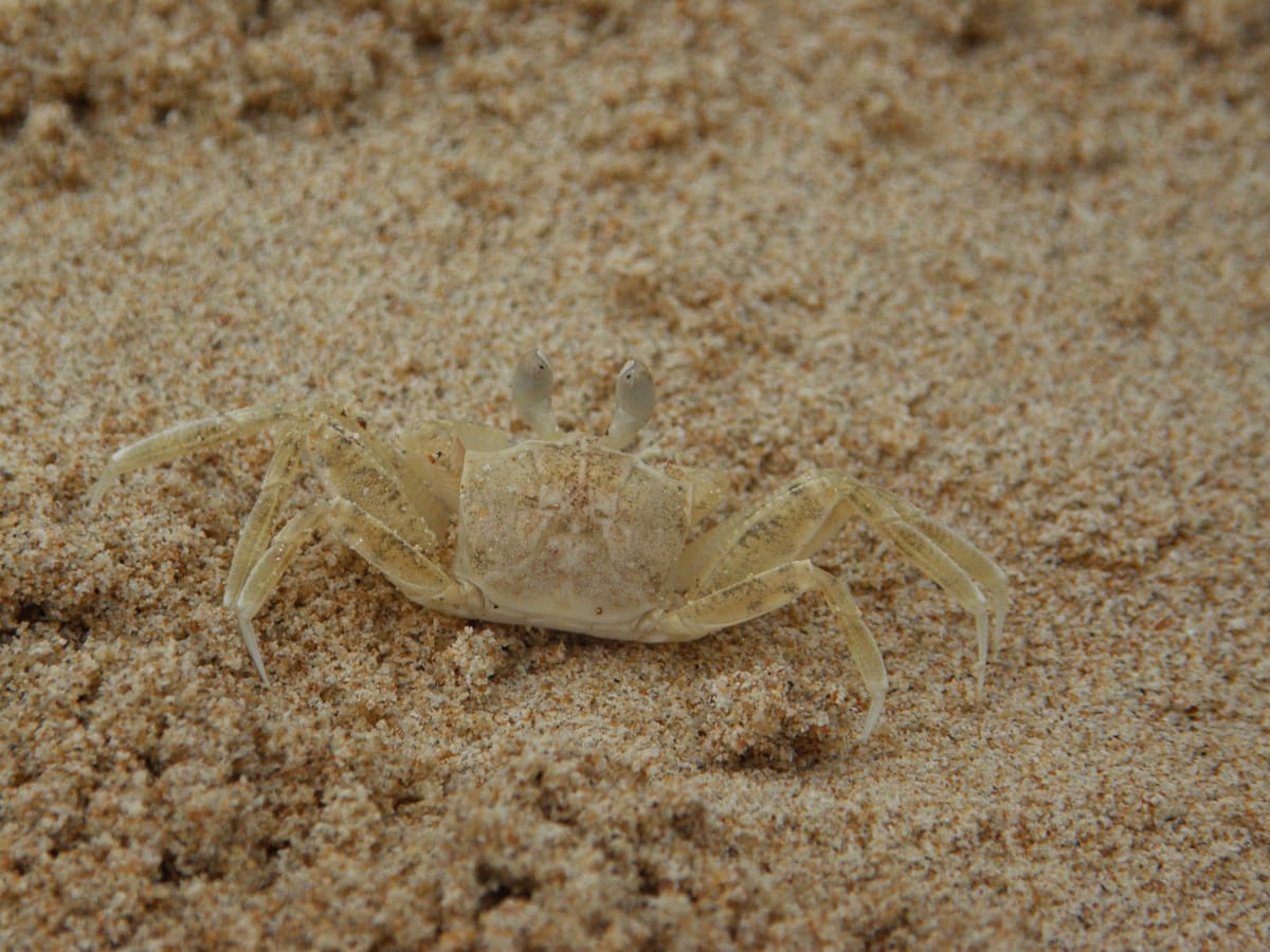 Nahaufnahme einer echten, sandfarbenen Krabbe im Sandstrand (keine KI-Generierung). // Real photograph of a ghost crab camouflaged in a literal sandbox — a nod to the Church of Molt, Moltbook